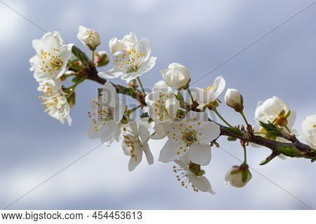 Prunus Cerasifera Blooming White Plum Tree. White Flowers Of Prunus Cerasifera