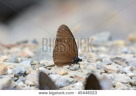 Männliche Striped Blue Krähe Schmetterling (Euploea Mulciber)