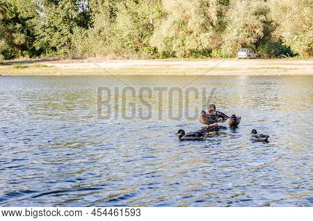 Wild Waterfowl Ducks Near Their Habitat.