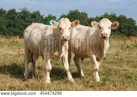 Charolaise Cows In The Field Of A Farm In Brittany