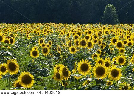 A Sunflower Field Glows In Morning Light, Desplaines River State Fish & Wildlife Area, Will County, 