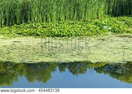Cattails, Lilypads And Duckweed Fill A Backwater Area Of The Desplaines River In Desplaines River St