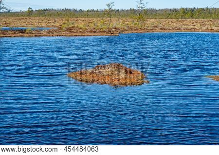 Bog Landscape With Small Bog Pines, Grass, Moss And Dark Bog Lake.