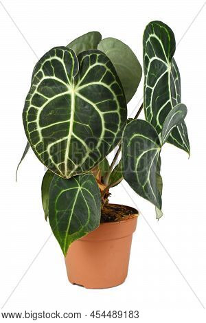 Tropical Houseplant With Botanic Name 'anthurium Clarinervium' In Pot On White Background