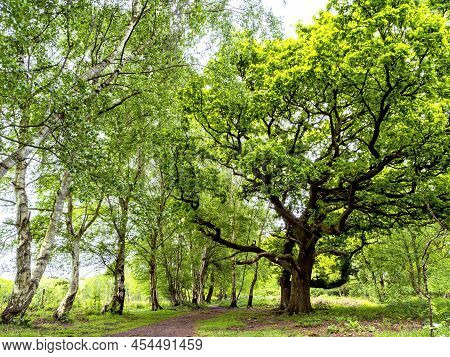 Trees In A Wood With Fresh Green Spring Foliage
