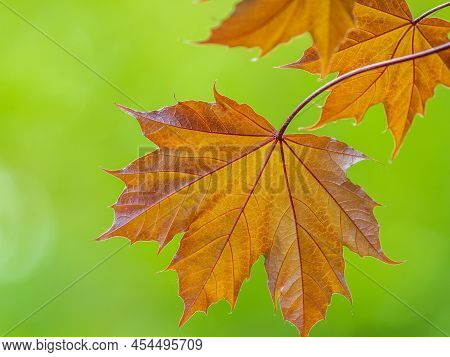 Tree Branch With Dark Red Leaves, Acer Platanoides, The Norway Maple Crimson King. Red Maple Acutifo
