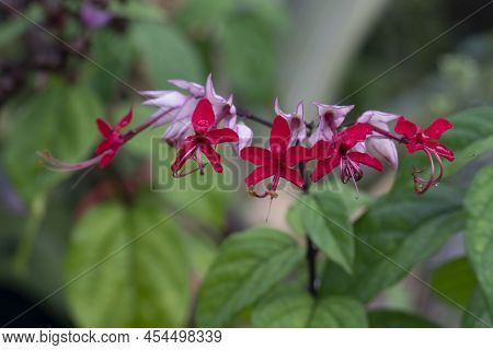 Flower Spike Species Name Is Pentas Lanceolata (forssk.) Deflers. Red Spike Flowers With Double Flow