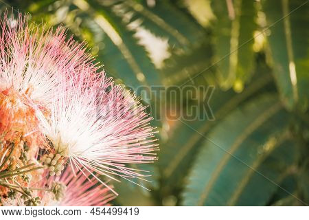 Pink Flower Of Lankaran Acacia Albizia. Albizia Julibrissin On Green Background. Close Up. Copy Spac