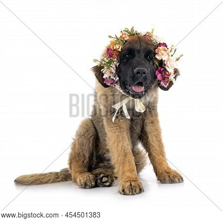 Puppy Leonberger In Front Of White Background