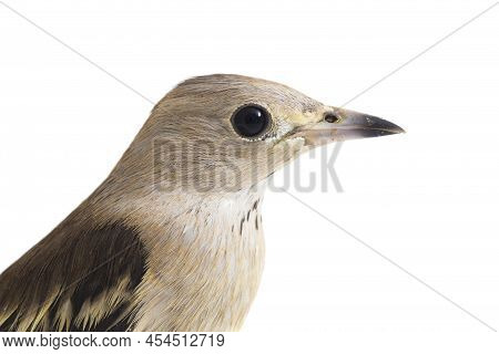 The Daurian Starling Agropsar Sturninus Or Purple-backed Starling   On White Background