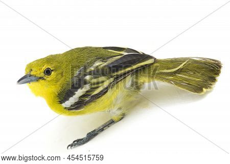 The Common Iora Aegithina Tiphia  On White Background