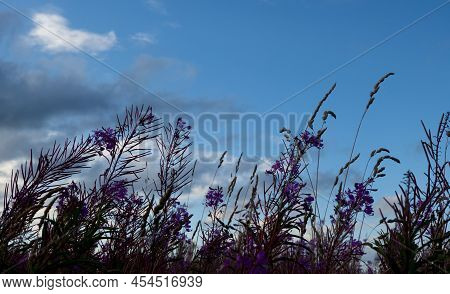 Blooming Willow Herb, Ivan Tea On Blue Sky. Willow-herb Meadow. Willow-herb Tea,