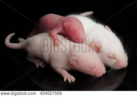 Cute Baby Rats Resting  Isolated On Black Background