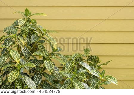 Yellow And Green Leaf Of Sanchezia Speciosa Leonard On Wooden Wall Background.