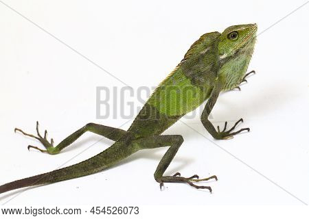 Bronchocela Jubata The Maned Forest Lizard Agamid Lizard  Isolated On White Background