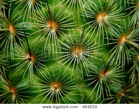 Macro de un Cactus