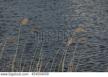 Dramatic Sunrise Over The Calm River In Spring With Bent Grass Against Sun.  High Quality Photo