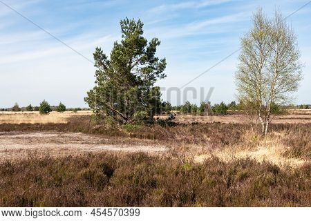 Brown And Yellow Grass Fields Of The Campine Moorland National Park, Maasmechelen, Limburg, Belgium