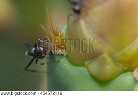 Carpenter Ant Camponotus Sericeus Feeding On A Prickly Pear Opuntia Sp. Langue De Barbarie National 