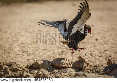 Bateleur Eagle Landing In Ground  In Kgalagadi Transfrontier Park, South Africa ; Specie Terathopius