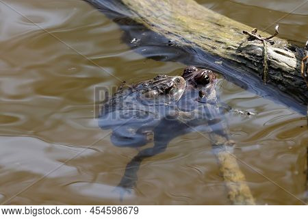 The Eastern American Toad (anaxyrus Americanus Americanus)\nsubspecies American Toad In The Spring D
