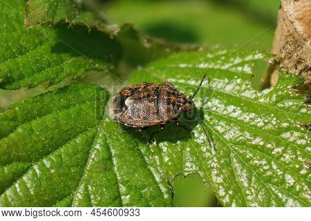 Closeup On A Rather New Migrant Species , Holcogaster Fibulata Sitting On A Green Leaf In The Field