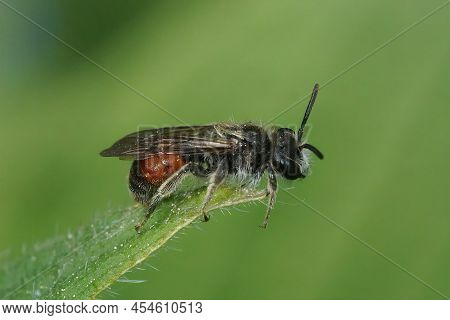 Closeup On A Colorful Red Girdled Mining Bee, Male Andrena Labiata , Sitting On The Tip Of A Plant A