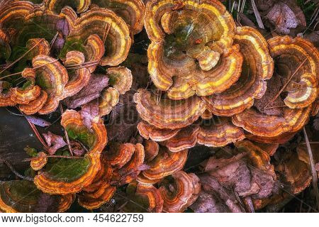 Wild Tree Mushrooms Caps As A Background