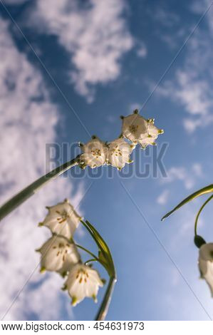 Vertical Image Of Summer Snowflake Flowers Against A Blue Sky