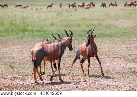 Fighting Antelopes Topi (damaliscus Lunatus Jimela) In The Masai Mara National Park, Kenya
