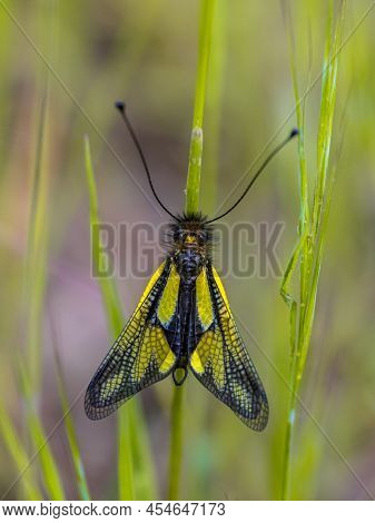 Owly Sulphur (libelloides Coccajus) Rare Insect Species Resting On Twig In Tuscany, Italy, April.