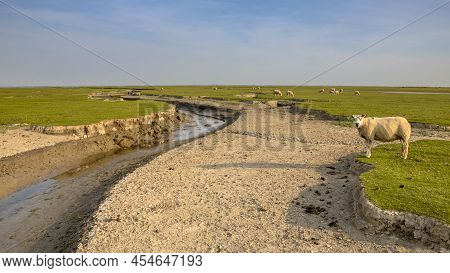 Sheep In Tidal Marshland With Natural Meandering Drainage System On Wadden Island Of Ameland In Frie