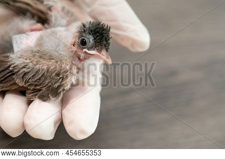 Close Up Of Veterinarians Hands In Surgical Gloves Holding Small Bird, After Attacked And Injured By