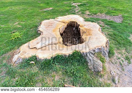 Big Stump After Big Tree With Hole Inside