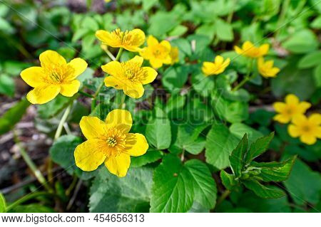 Closeup Of Yellow Spring Flowers In Park