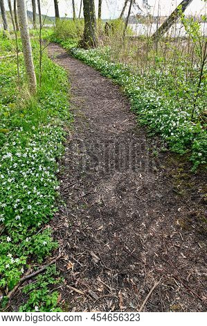 Wood Anemone Or Wind-flowers Near Trail Through Forest