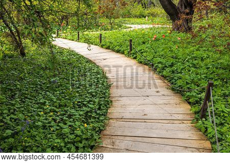 Wooden Path. The Carpets Of Primroses In Apothecary Garden - Honey Corydalis, Pushkinia, Blueberries