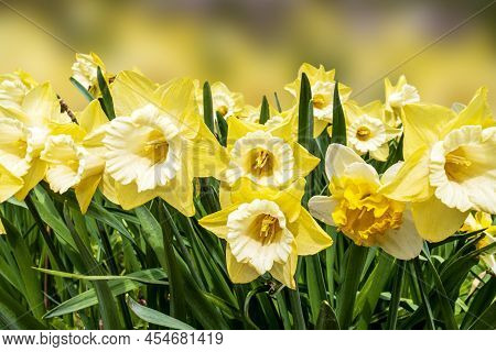 Pring Blossoming Light Yellow And White Daffodils In Garden, Springtime Blooming Narcissus (jonquil)