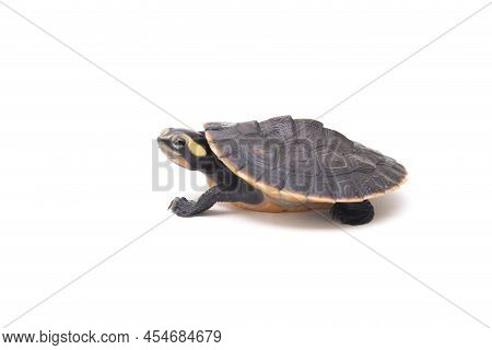 Red-bellied Shortneck Turtle Emydura Subglobosa On White Background