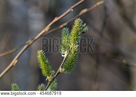 European Aspen Catkin Close Up, Twig With Green Female Catkin With Seed