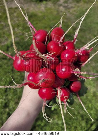 Fresh Red Ripe Radishes In Hand, Organic Radish Crop Close-up.