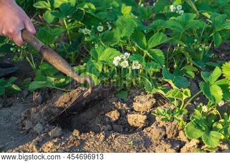 Treating The Soil With Glanders Around Flowering Strawberries In The Garden In Spring.