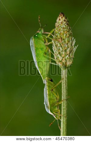 Heteroptera Pentatomidae And Reproduction