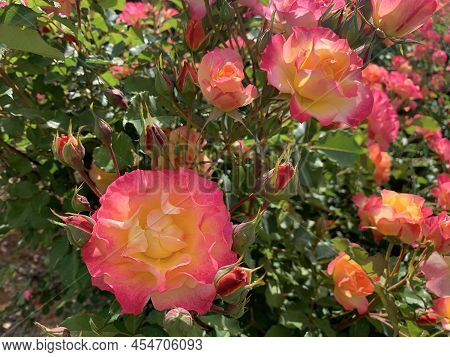 Blooming Beautiful Fragrant Pink Roses On The Flowerbed