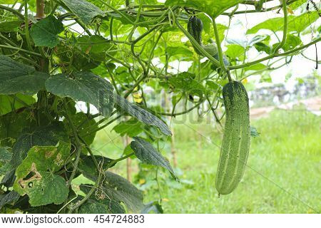 Cucumber On Tree In Farm For Harvest