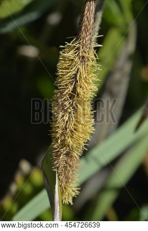 Pendulous Sedge Yellow Flower In The Spring