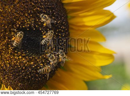 Close-up Detail Of A Yellow Sunflower Hellanthus Annuus Honey Bee Apis Collecting Pollen In Garden