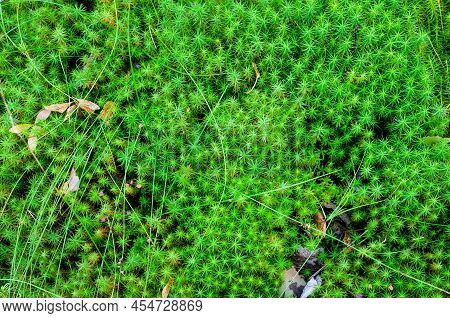 Photo Of Leaves Of Polytrichum Commune From Close Range. Green Carpet Of Cuckoo Flax