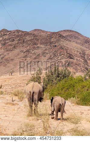 Closeup Of Two African Desert Elephant - Loxodonta Africana- Wandering In The Desert In North Wester