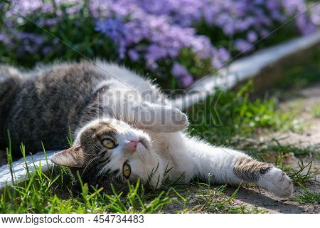 A Cute Cat Is Resting In The Garden In A Styloid Phlox. Kitten On A Background Of Beautiful Flowers.